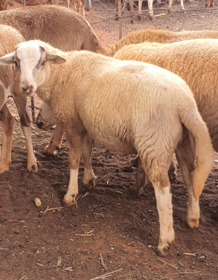 Image of Auction Item