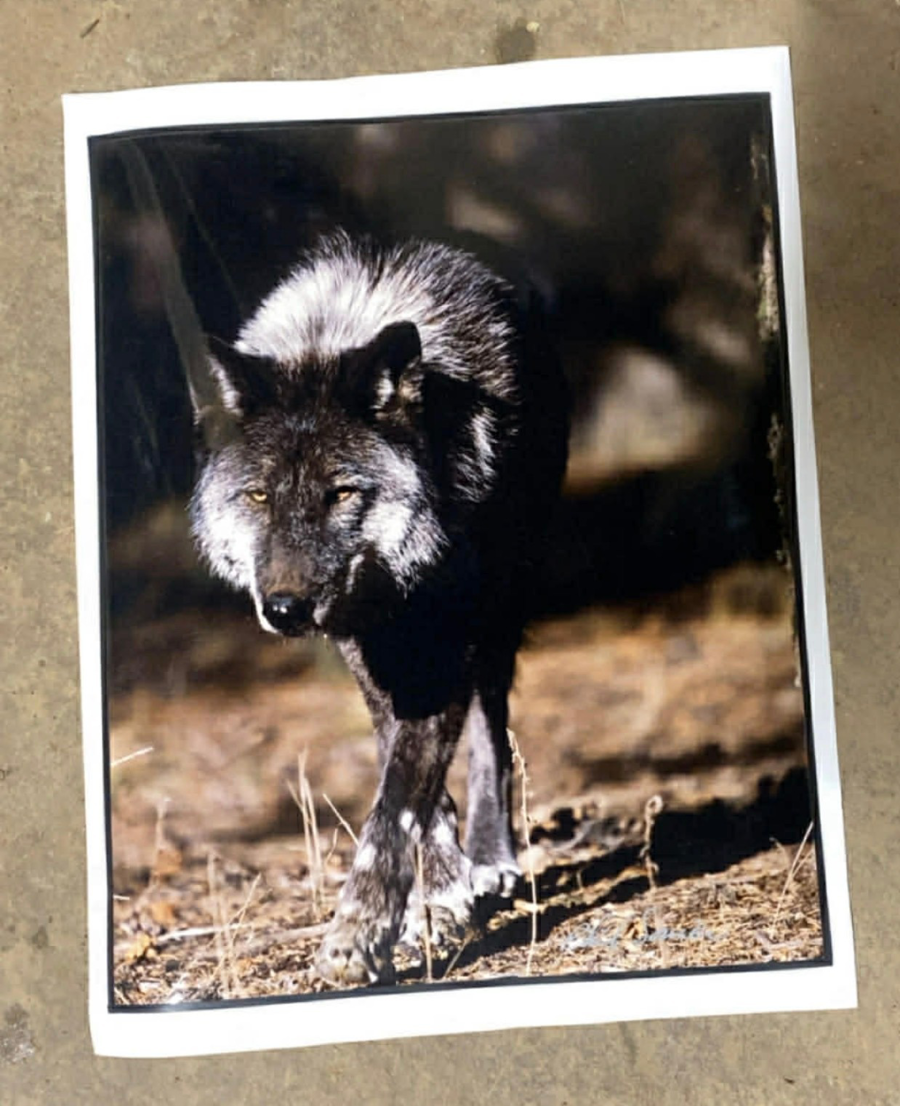 Image of Auction Item