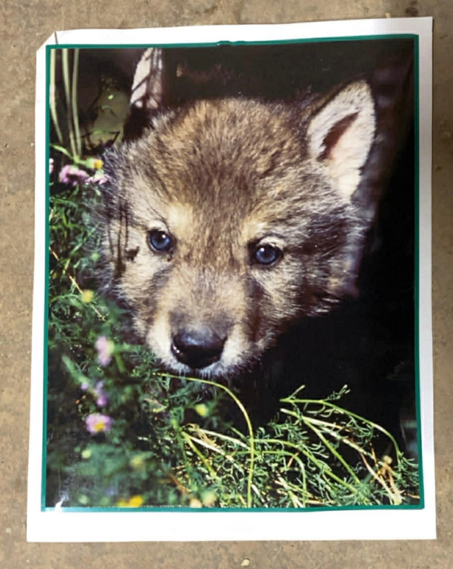 Image of Auction Item