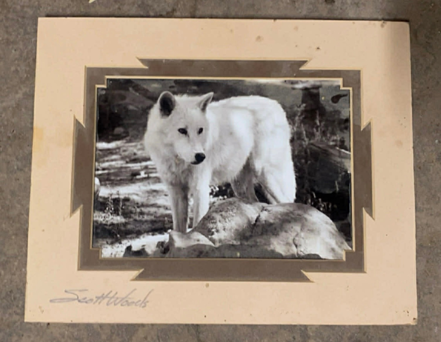 Image of Auction Item