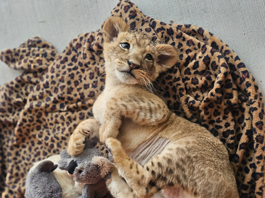 Image of Auction Item