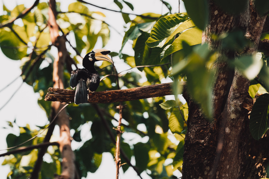 Oriental Pied Hornbill