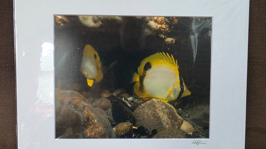 Image of Auction Item