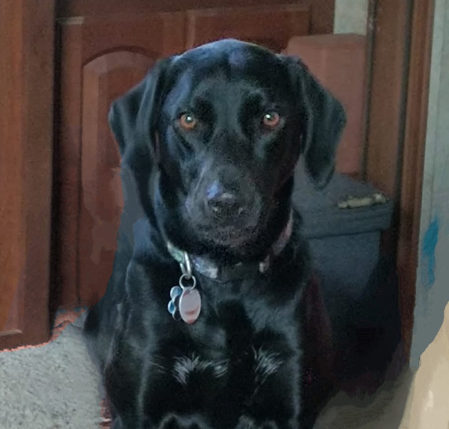 Image of Auction Item