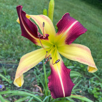 Image of Auction Item