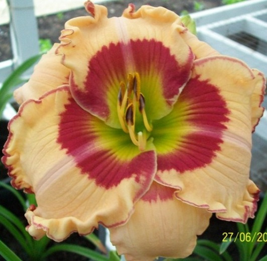 Image of Auction Item