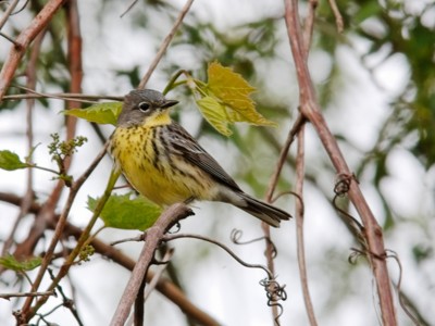 Female Kirtland Warbler